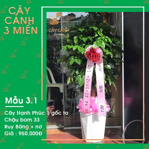 shop cây tặng khai trương Hà Nội mẫu 3.1 giá 950k