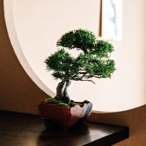 Cây Tùng La Hán bonsai kèm chậu gốm cao cấp [Hàng đẳng cấp]
