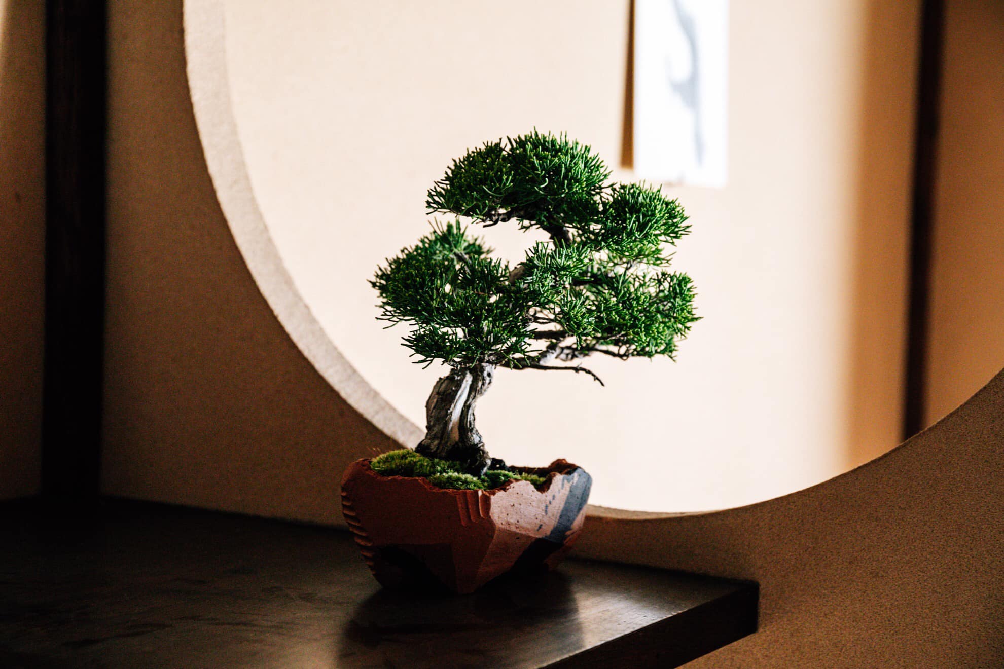 Cây Tùng La Hán bonsai kèm chậu đất nung cao cấp giá 6 triệu 800k