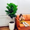 cho thuê cây bàng singapore kè chậu 33cm giá 110k