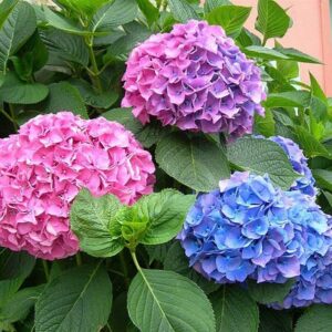 Báo giá cây Cẩm Tú Cầu – cây hoa ngoài trời đa sắc màu [HÀNG LOẠI 1]
