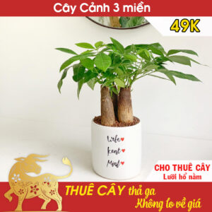 Cho thuê cây Kim ngân 3 gốc kèm chậu 49k – Cho thuê cây trong nhà