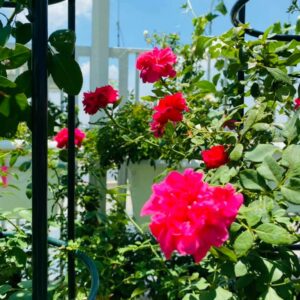 Báo giá Cây hoa hồng 99k kèm cách chăm sóc – Mua bán cây hoa Hải Phòng