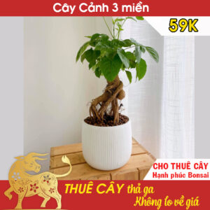 Cho thuê cây hạnh phúc bonsai kèm chậu 59k- Cho thuê cây cảnh Hà Nội