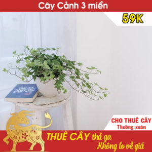 Cho thuê cây Thường xuân kèm chậu 59k – Cho thuê cây văn phòng Hà Nội