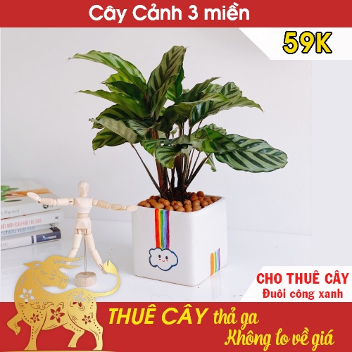  Cho thuê cây để bàn Hà Nội - Cây đuôi công xanh kèm chậu 59k 