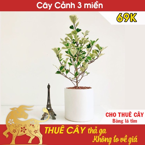 Cho thuê cây Bàng Lá tim kèm chậu 69k - Cho thuê cây để bàn 