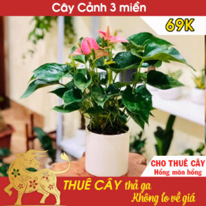 Cho thuê cây cảnh văn phòng tại Hà Nội – Cây Hồng môn hồng kèm chậu 69k