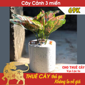 Cho thuê cây xanh Hà Nội – Cây Vạn Lộc to kèm chậu 69k