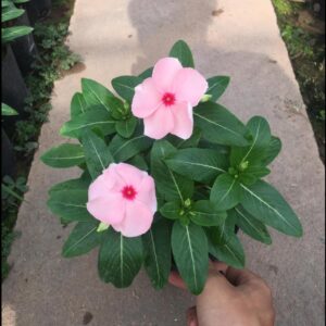Hoa dừa cạn chỉ 14k/1 bầu – Cây hoa ngoài trời Hải Phòng