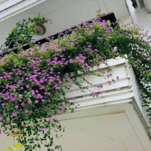 Báo giá cây Hoa Ngũ sắc 34k – Cây hoa ngoài trời Hải Phòng