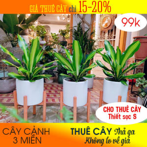 cho thuê cây để sàn giá rẻ Hải Phòng
