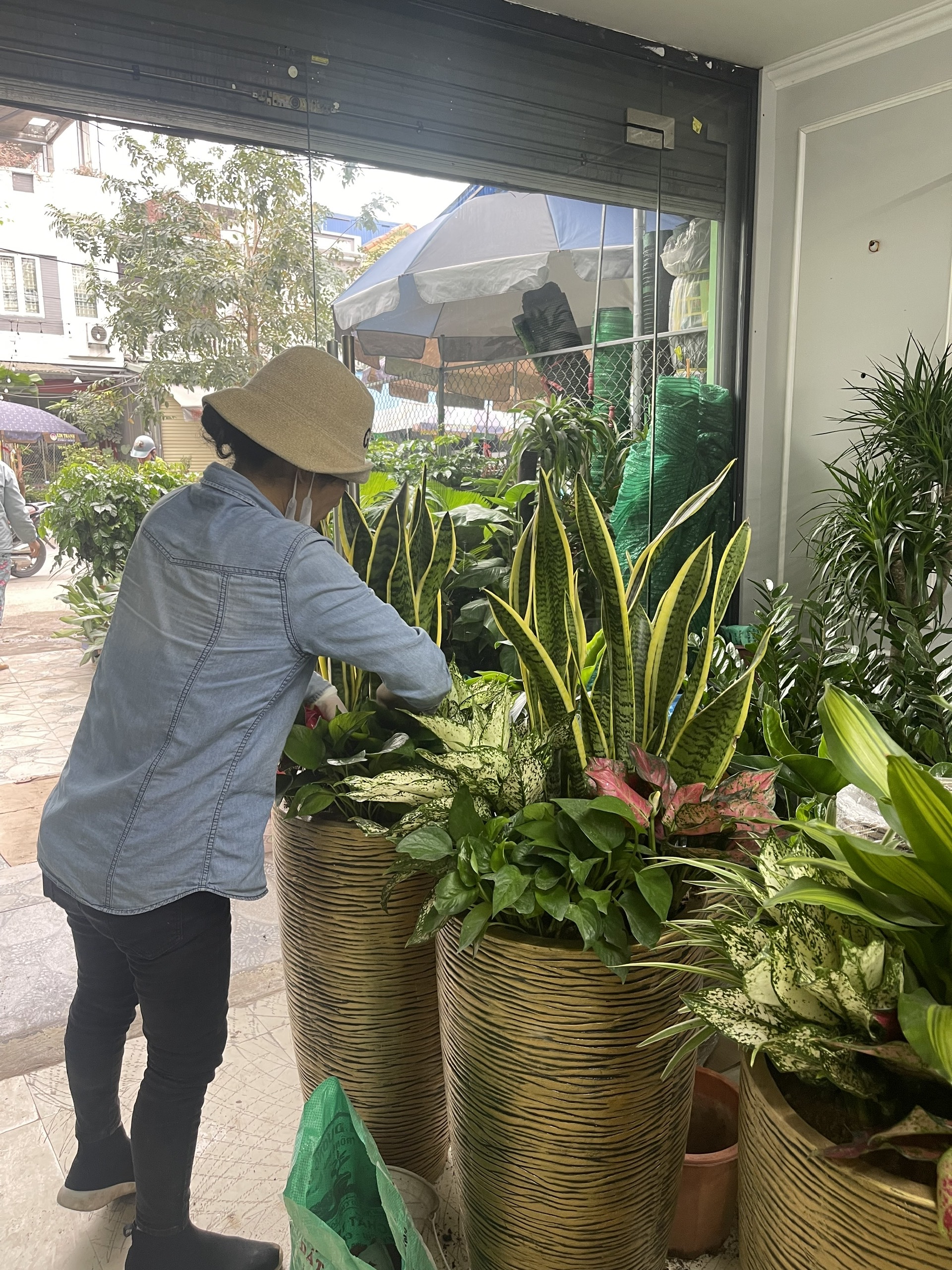 Cây cảnh 3 miền chăm chút từng sản phẩm cho thuê cây
