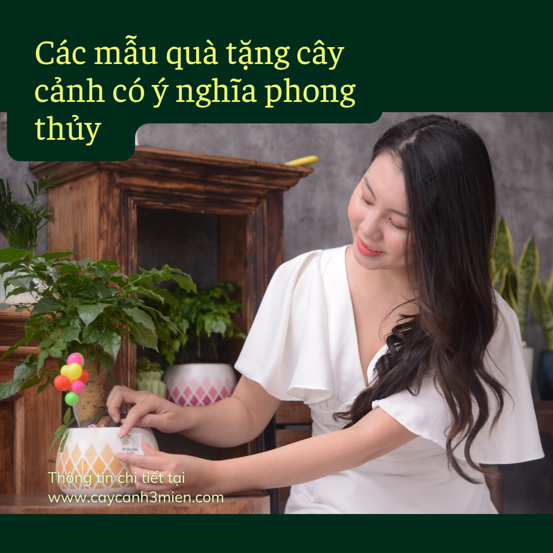 Các mẫu quà tặng khai trương cây cảnh ý nghĩa tại hải phòng