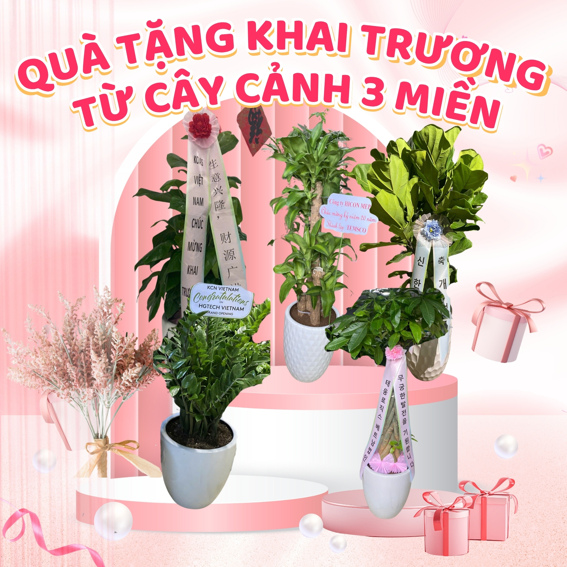 Các mẫu cây Quà tặng khai trương từ Công ty TNHH Nghệ thuật Cây cảnh 3 miền
